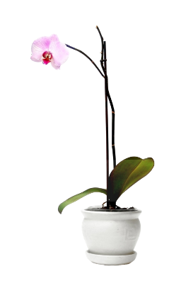 Jardinage professionnel